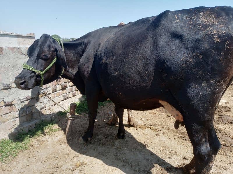 2 cows for sale 03005320826 4