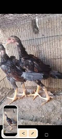 3.5 month chicks pair