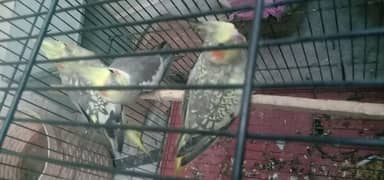 cocktail parrot for sale 3pair available