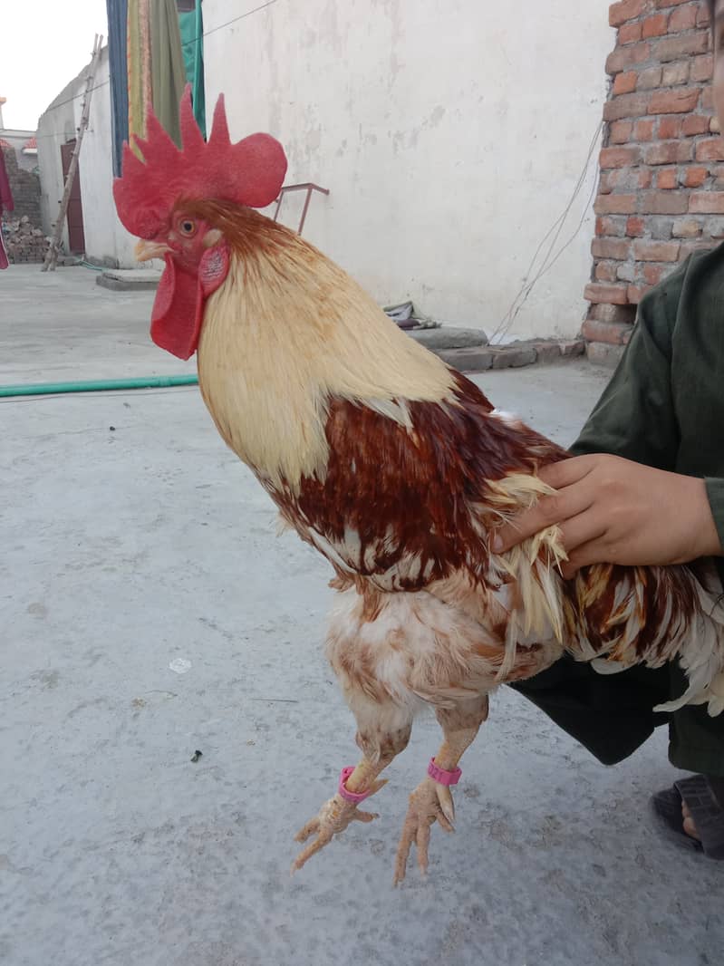 Desi Cock 1