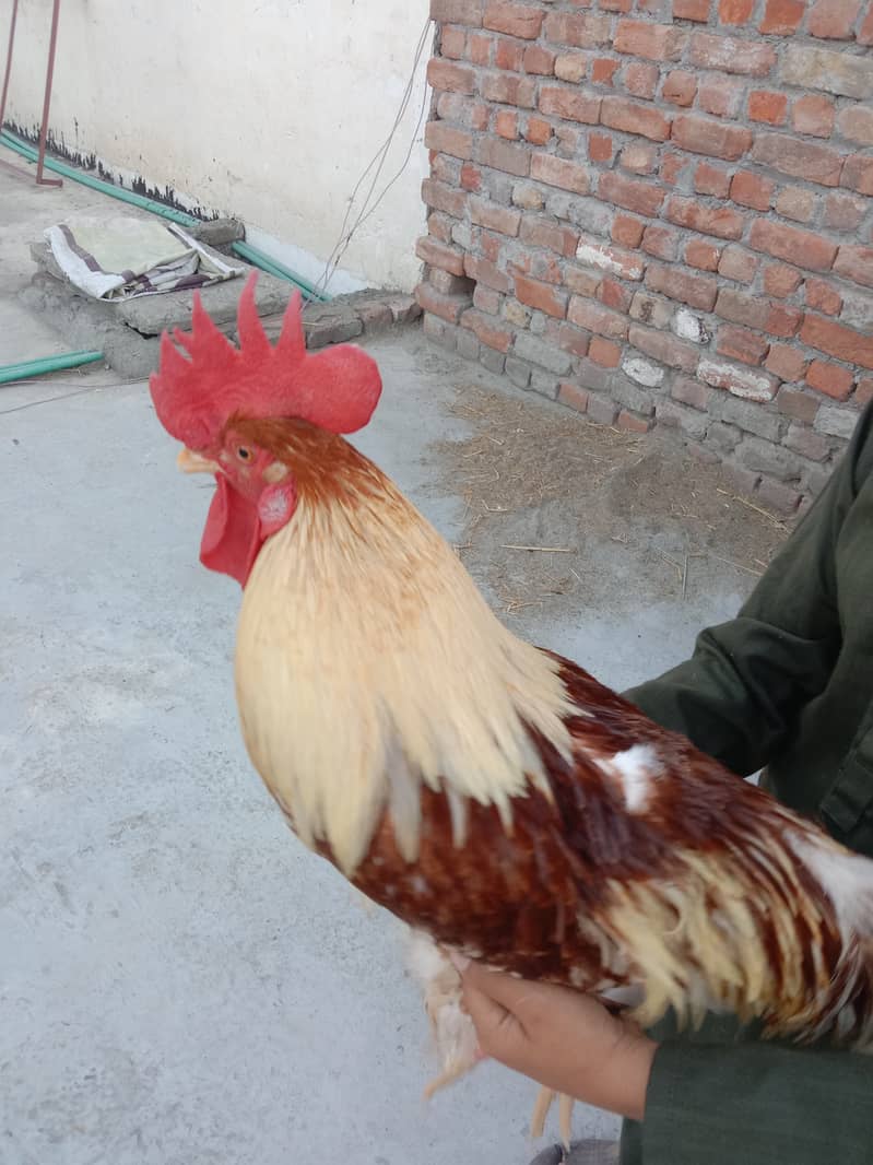 Desi Cock 2
