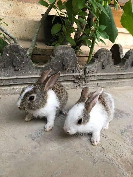 Rabbits 3
