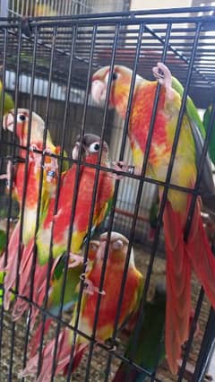 hyper high red pair parrots