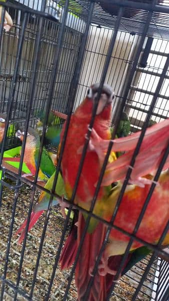 Red factor conures chiks/hyper high red pair parrots 5