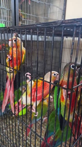 Red factor conures chiks/hyper high red pair parrots 6