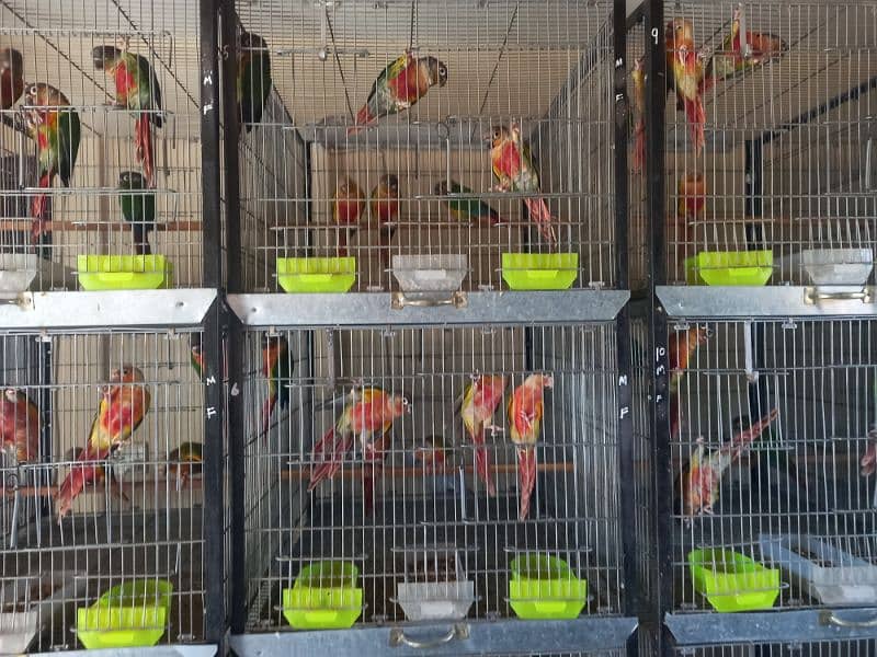 Red factor conures chiks/hyper high red pair parrots 8