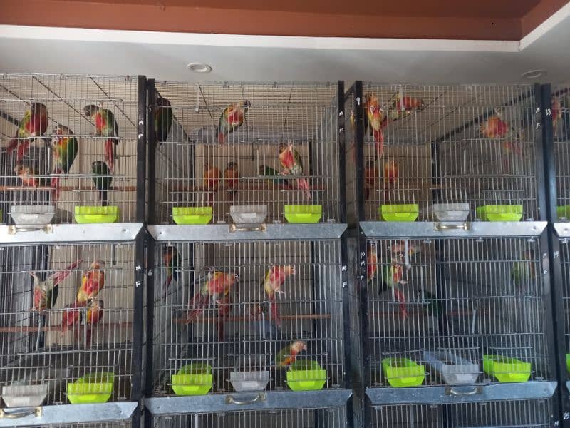 Red factor conures chiks/hyper high red pair parrots 9