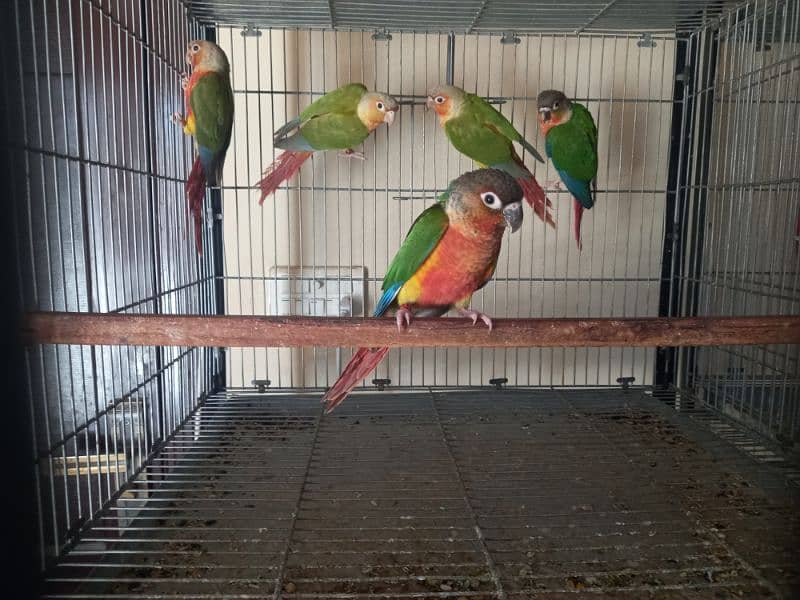 Red factor conures chiks/hyper high red pair parrots 12