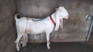 Pure Gulabi goat