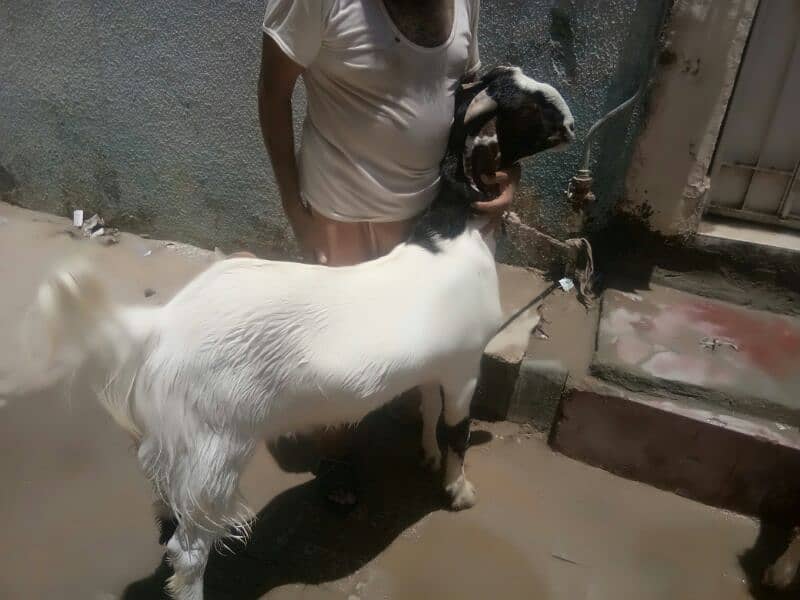 Qurbani k liye 8