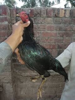 10 Thai X Pakistani quality aseel birds 0