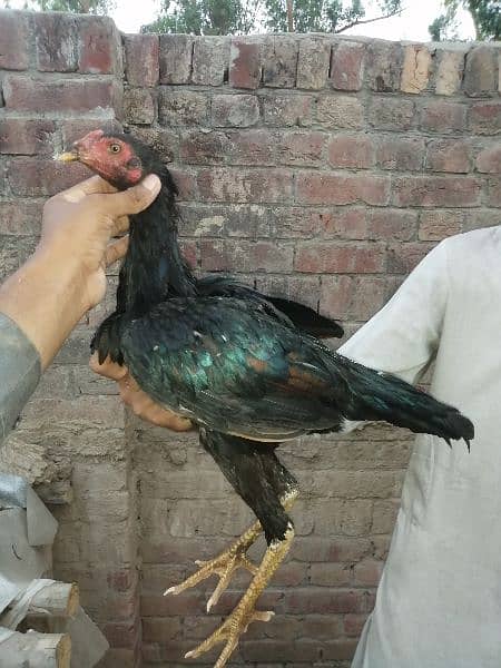 10 Thai X Pakistani quality aseel birds 2