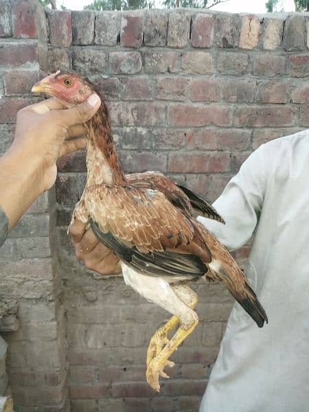 10 Thai X Pakistani quality aseel birds 4