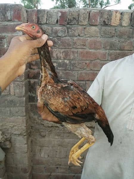 10 Thai X Pakistani quality aseel birds 5
