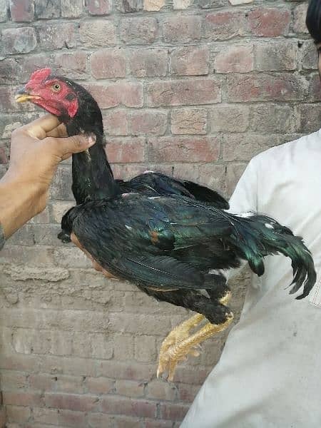 10 Thai X Pakistani quality aseel birds 6