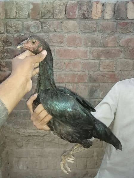 10 Thai X Pakistani quality aseel birds 7