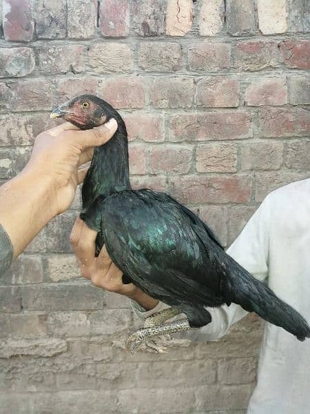 10 Thai X Pakistani quality aseel birds 8