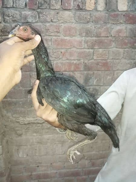 10 Thai X Pakistani quality aseel birds 9
