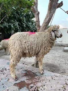 Sheeps for qurbani (6)