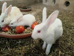 White Rabbits Pair with 4 bunnys
