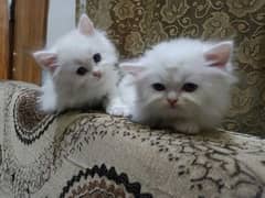 03064289603 Contact me Persian healthy  Kittens for sale