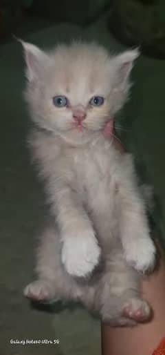 Persian 4 Kitten and male cat 6 months age available  to sale