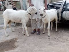 sheeps pair Qurbani