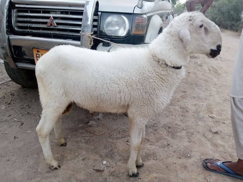 sheeps pair Qurbani 2