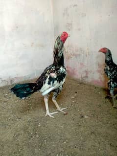 Aseel pair for Sale