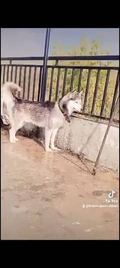 Siberian Husky Dog  for sale