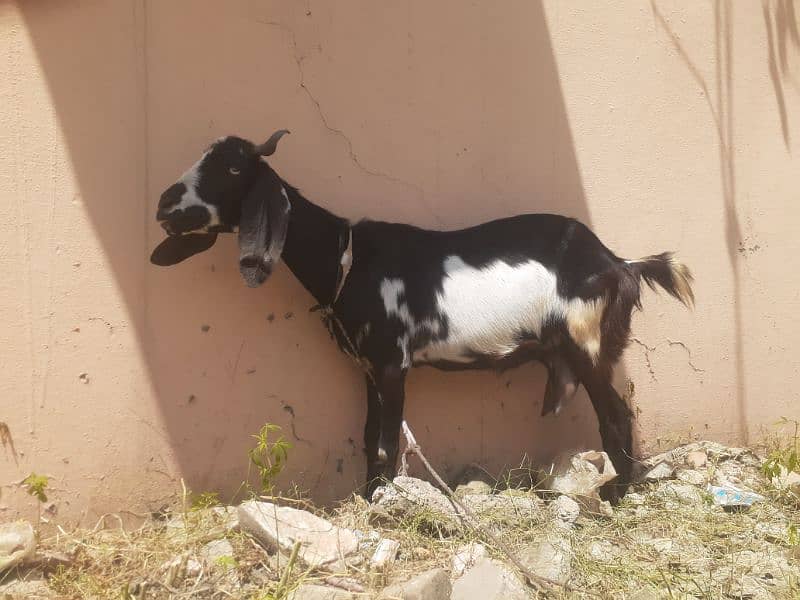 4 Desi Goats for sale 8