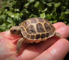Cute Tortoise 0