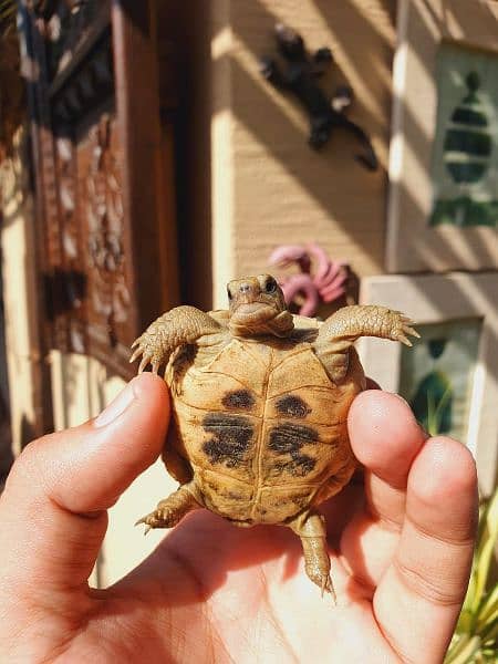Cute Tortoise 1