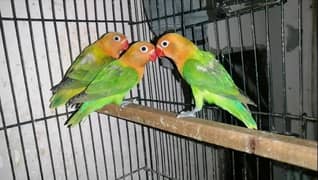 opalines lovebirds