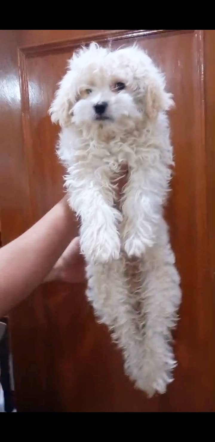 Maltese puppy 1