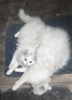 Pure Persian Hunny and Sunny is for sale 0