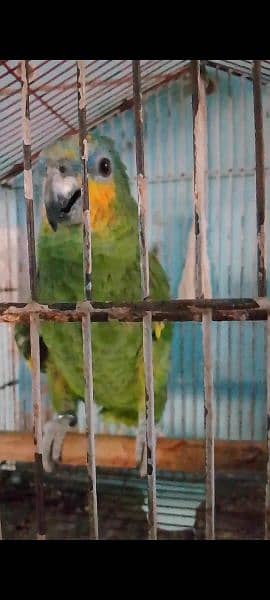 Amazon parrot 1