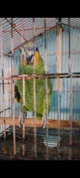 Amazon parrot 2