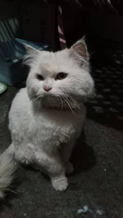 russian cat white