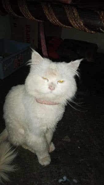 russian cat white 1