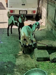healthy and active goat's 0