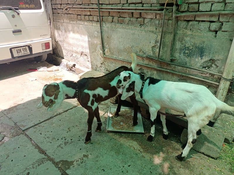 healthy and active goat's 3