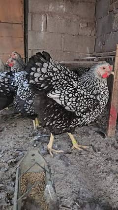 Silver laced Wyandotte large size chicks Available