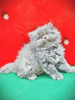 Persian Kittens | Pike Face Kittens For Sale | CFA blood line Cat