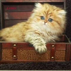 parstion kitten for sale