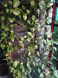 money plant with stand 0
