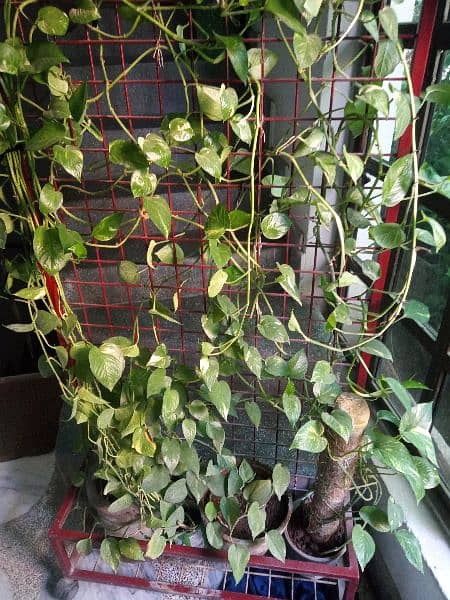 money plant with stand 1