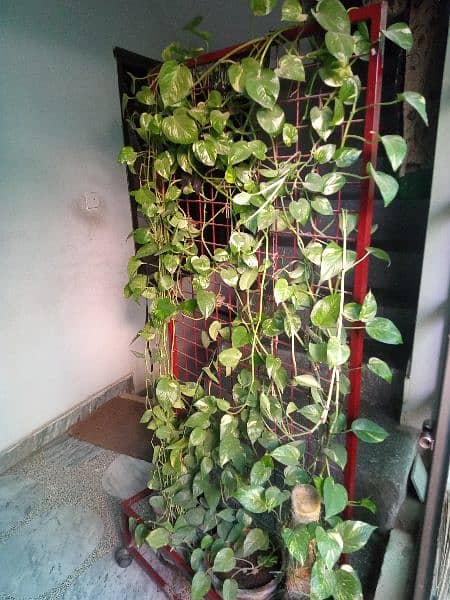 money plant with stand 2