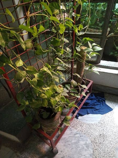 money plant with stand 3