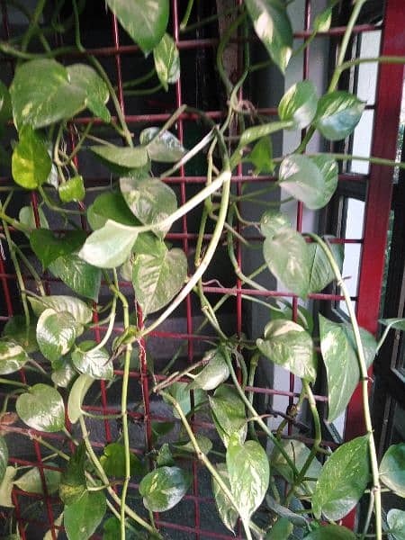 money plant with stand 5